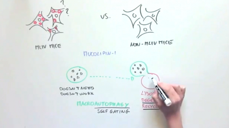 When Neurons Can’t Recycle When Neurons Can’t Recycle